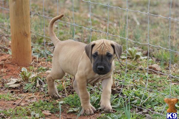 Puppies in SC